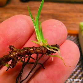 天龙八部菖蒲怎么得[图1]